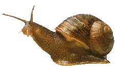 lesma imagens-animadas-gif